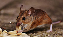 24 Hour & Emergency Exterminators in Illiopolis, IL